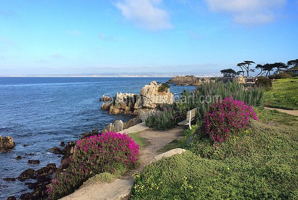 Springtime in Monterey Bay, California