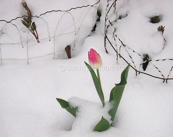 Here's Spring