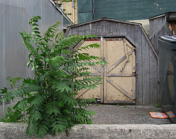 Tree of Heaven