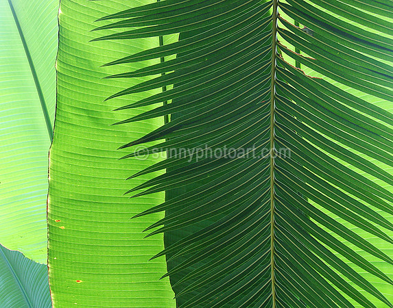 Shades of Green