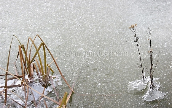 Winter Pond