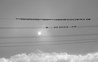 Songs in the Sky