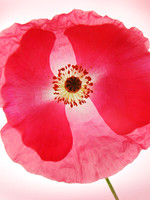 Iceland Beauty