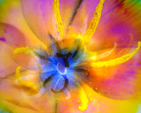 The Eye That Can See