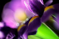 Purple Fantasy