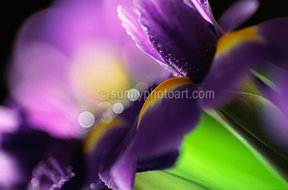 Purple Fantasy