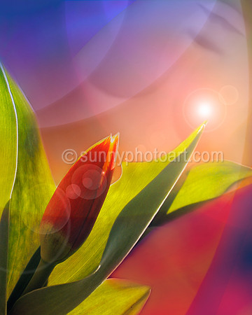 Burst of Spring