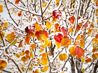 First Snow