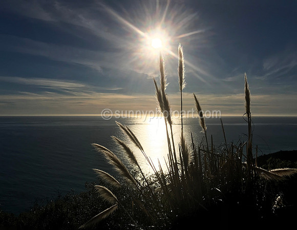 Pampas Grass on Pacific Coast,  CA