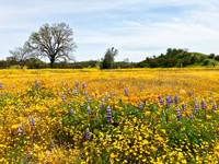 California Wildflowers