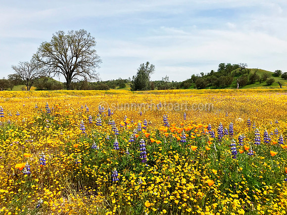 California Wildflowers