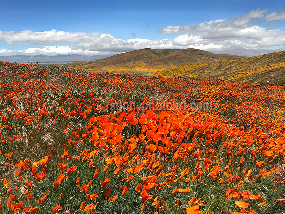 California Poppies