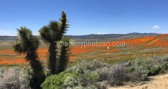 Joshua Tree and California Poppy Field, Lancaster CA
