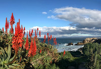 Torch Aloe, Pacific Grove, CA