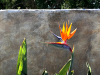 Bird of Paradise, Carmel, CA