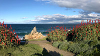 Aloe Torches, Pacific Grove, CA