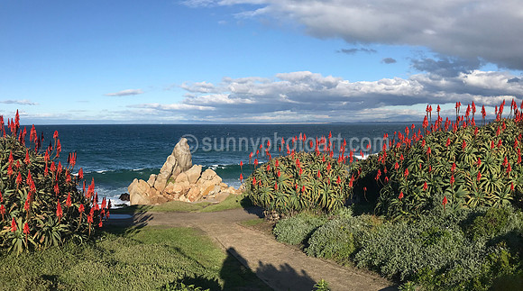 Aloe Torches, Pacific Grove, CA