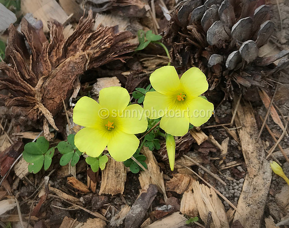 Spring Together