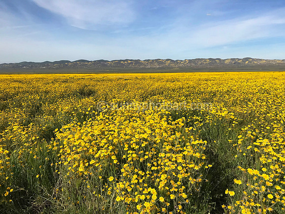 "The Earth Laughs in Flowers"