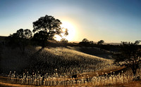Field of Light No 1 @ Sensorio 2019, Paso Robles, CA