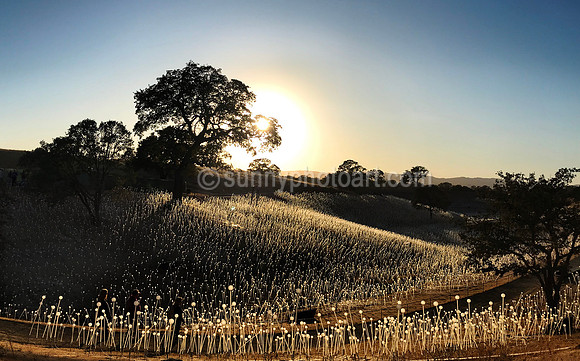 Field of Light No 1 @ Sensorio 2019, Paso Robles, CA