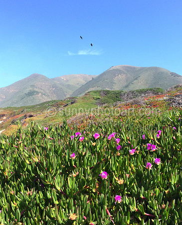 Spring in Central Coast California