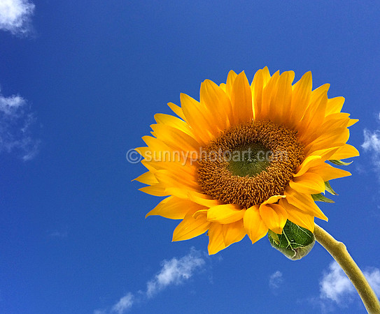 Sunny