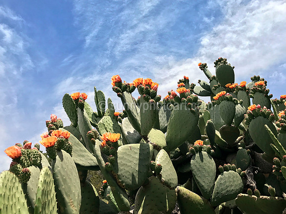 Prickly Pears