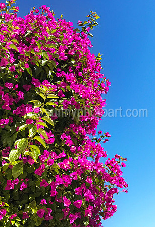 Bougainvillea