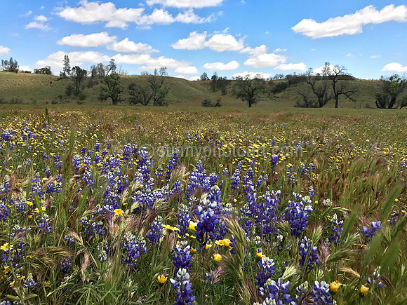 Wild Lupine Field