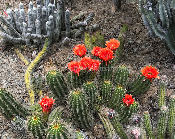 Cactus Bloom