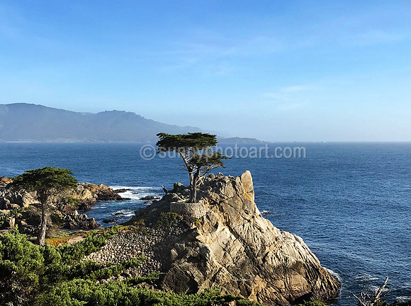 Lone Cypress, Pebble Beach, CA