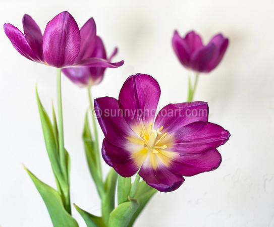 Smiles of Spring
