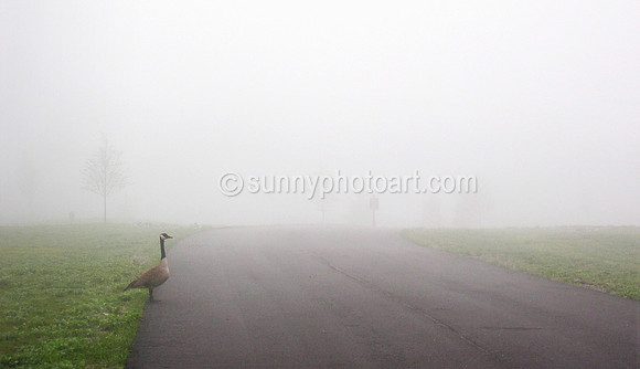 In the Fog
