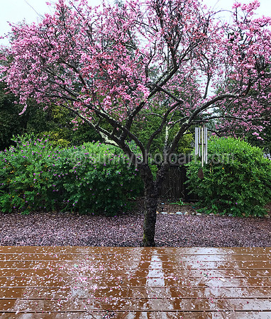 Spring Rain