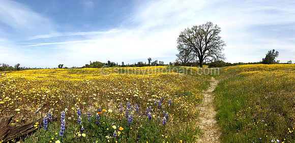 Wild Flower Field