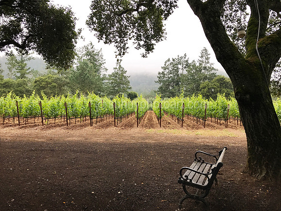 Vineyard, Sonoma, CA