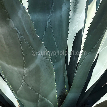 Agave  No 1