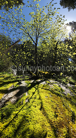 Forest Spring