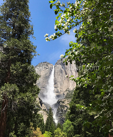 Dogwood Tree and Yosemite Falls