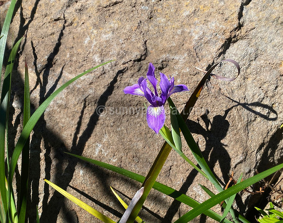 Rock Garden Iris