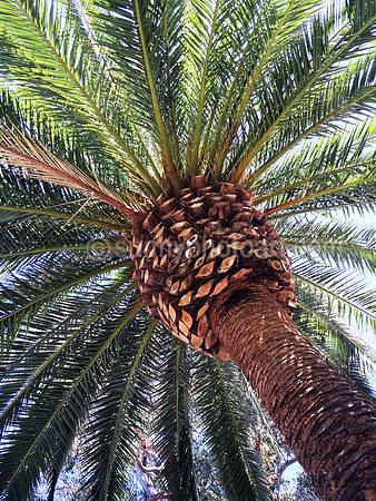 Palmbrella