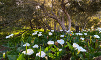 Calla Lilies, Monterey, CA