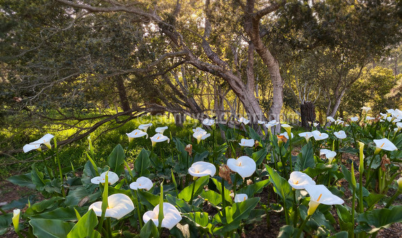 Calla Lilies, Monterey, CA