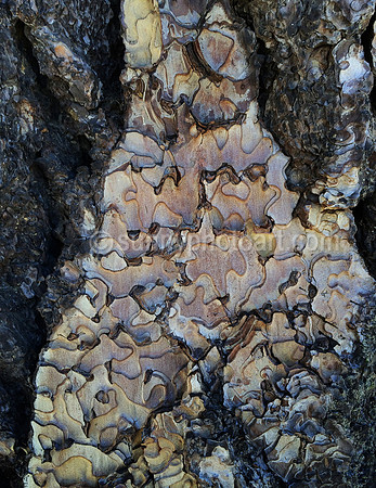 Tree Bark Puzzle