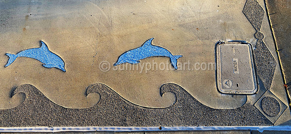 Dolphins on Street