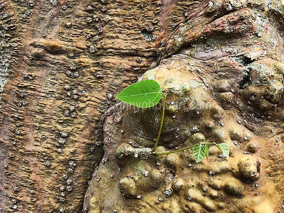 New Growth