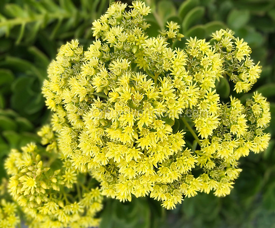 Blooming Succulent