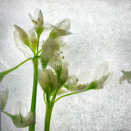 Floral Study No 25
