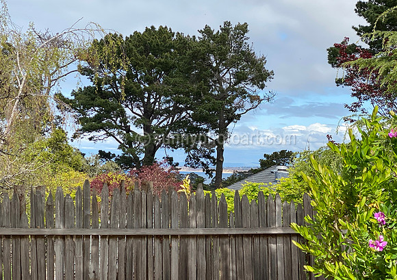 Backyard Pleasure - Peek of Bay
